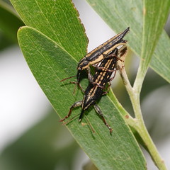 Rhinotia lineata