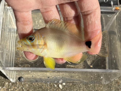 Bad lucks (Hypoplectrus unicolor) — Serranidae — 2