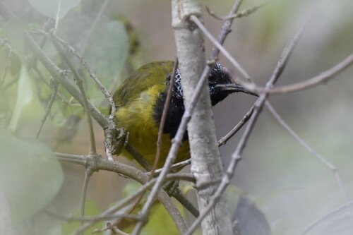 Oriole Warbler (Hypergerus atriceps), photo 4