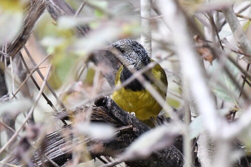 Oriole Warbler (Hypergerus atriceps), photo 3
