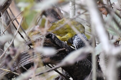 Oriole Warbler (Hypergerus atriceps), photo 10