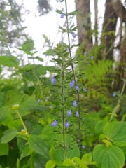 Blue Sage (Salvia angulata)