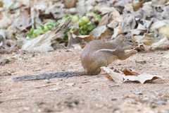 Euxerus erythropus