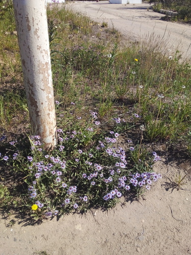 Siberian Aster