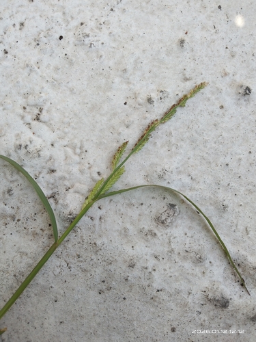 Foto de Echinochloa colonum