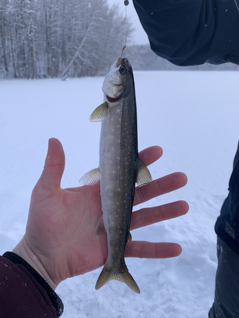 Arctic char (Salvelinus alpinus) — Salmonidae