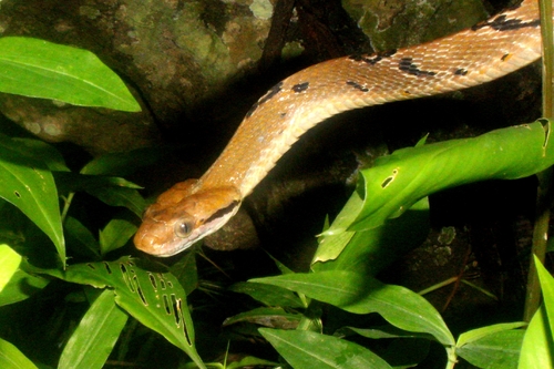 Boiga cynodon