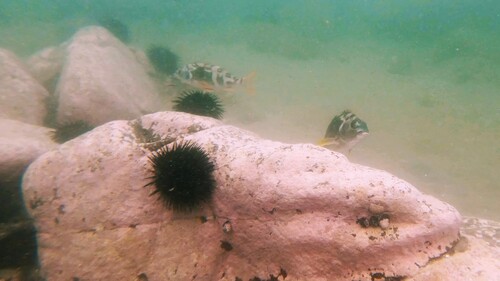 Peruvian morwong (Cheilodactylus variegatus) — Cheilodactylidae — 4