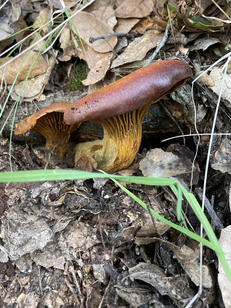 Omphalotus olivascens · January 2026 · photo: © serpophaga (iNaturalist, cc-by)