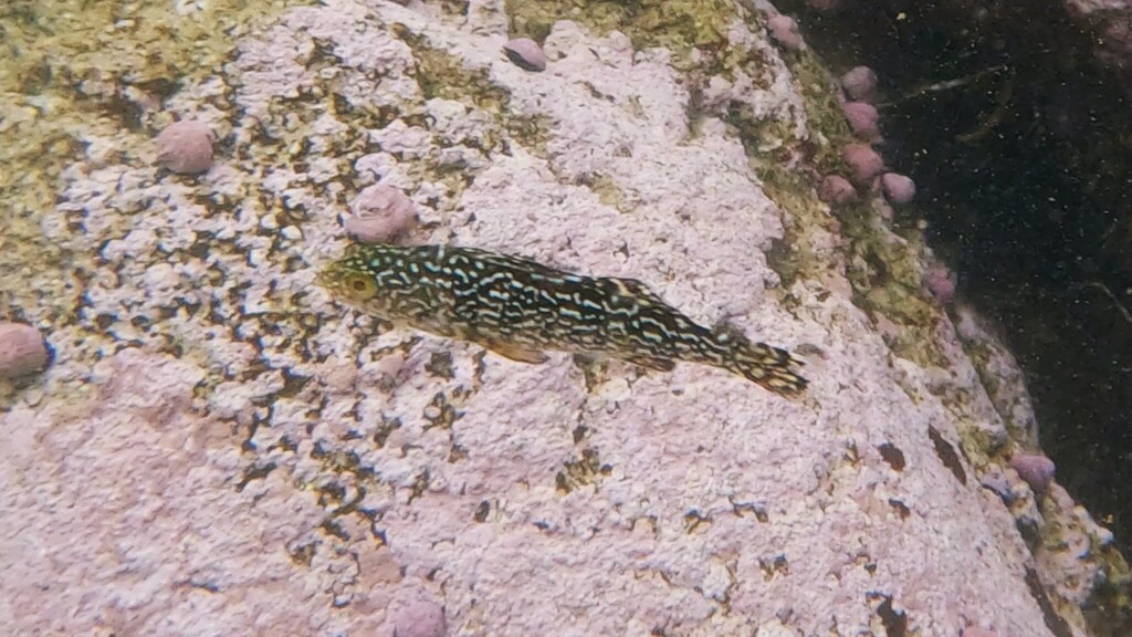 Chilean marblefish (Aplodactylus punctatus) — Aplodactylidae
