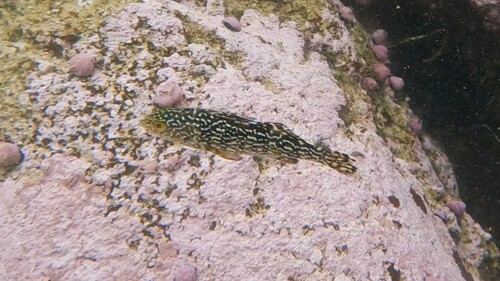 Chilean marblefish (Aplodactylus punctatus) — Aplodactylidae