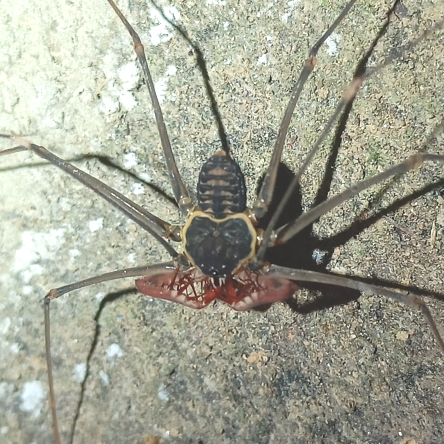 Heterophrynus batesii (Butler, 1873)
