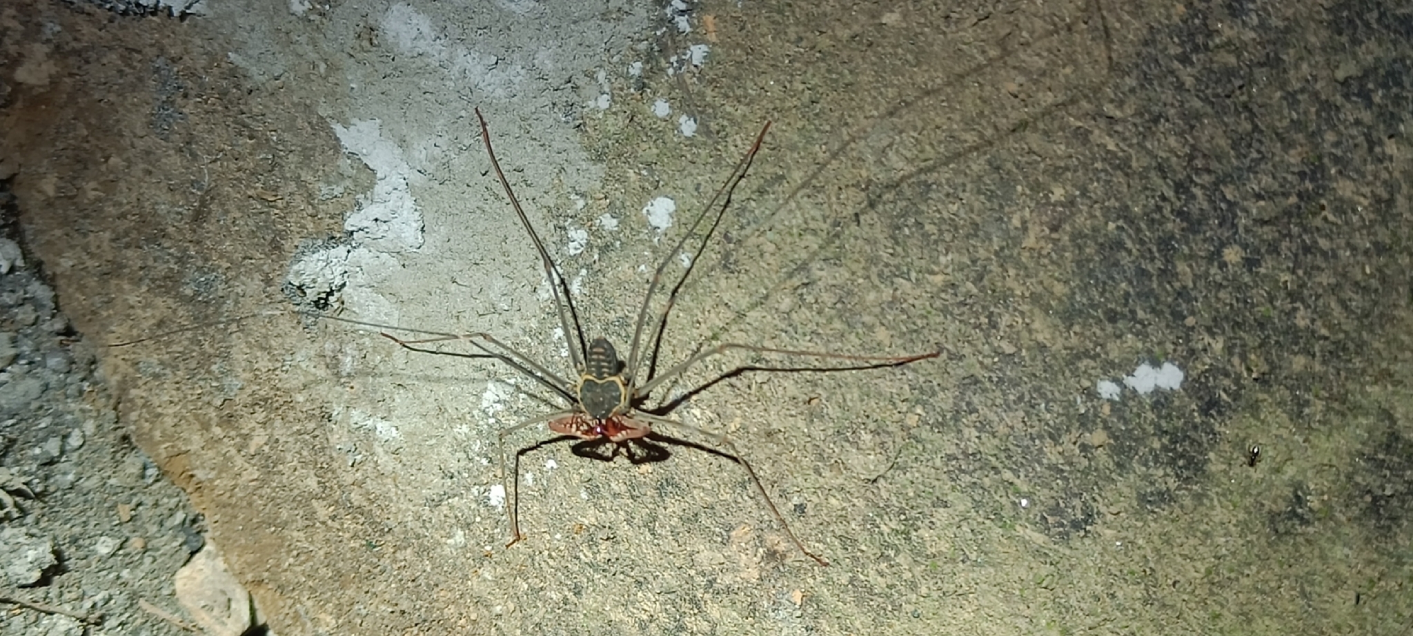 Heterophrynus batesii (Butler, 1873)
