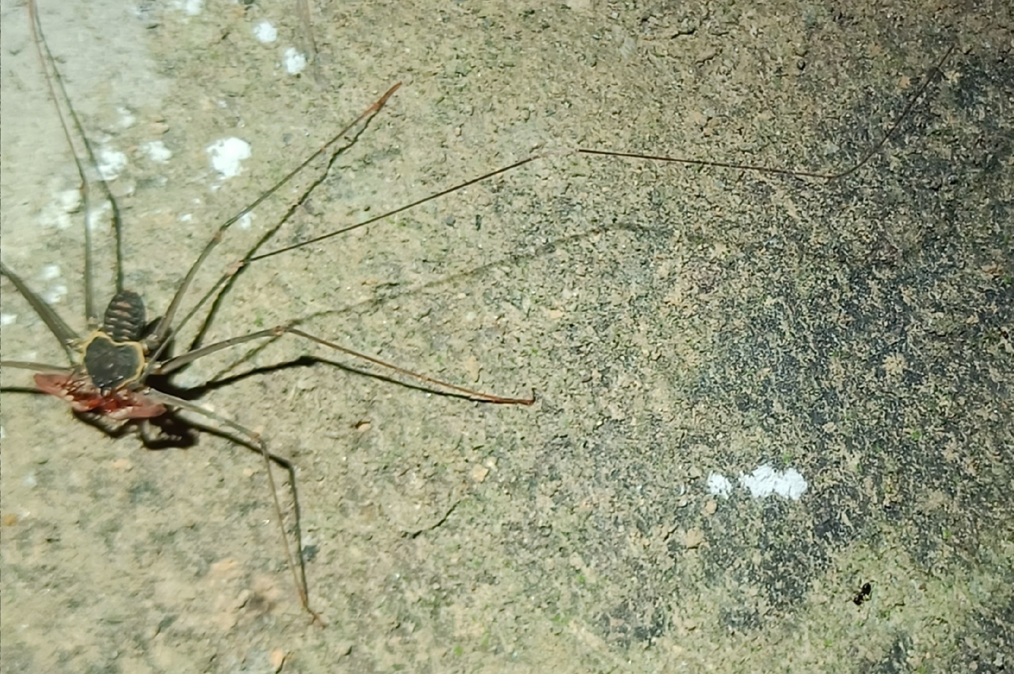 Heterophrynus batesii (Butler, 1873)