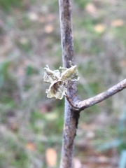 Chlorogalum grandiflorum