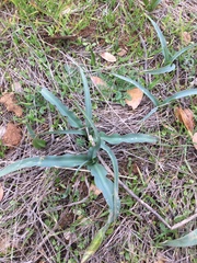 Chlorogalum grandiflorum