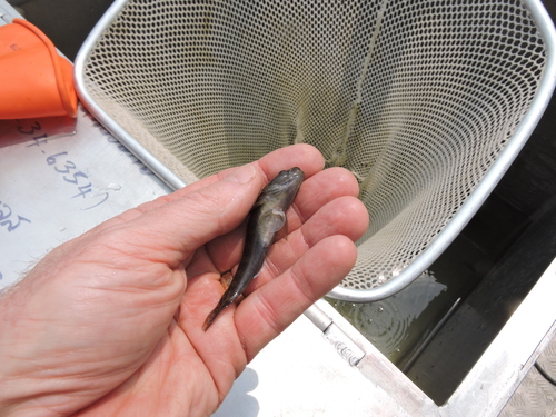Ocellated goby (Papuligobius ocellatus) — Gobiidae — 3