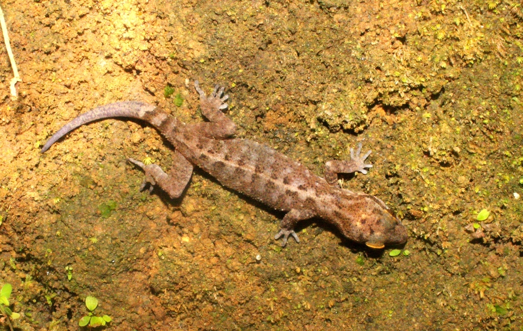 Marbled Bow-fingered Gecko (Cyrtodactylus marmoratus)