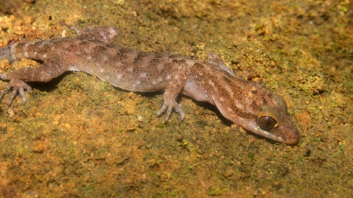 Cyrtodactylus marmoratus