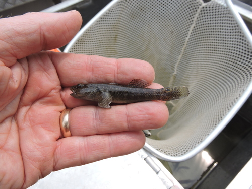 Ocellated goby (Papuligobius ocellatus) — Gobiidae