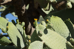 Consolea moniliformis