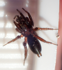 Drassyllus insularis