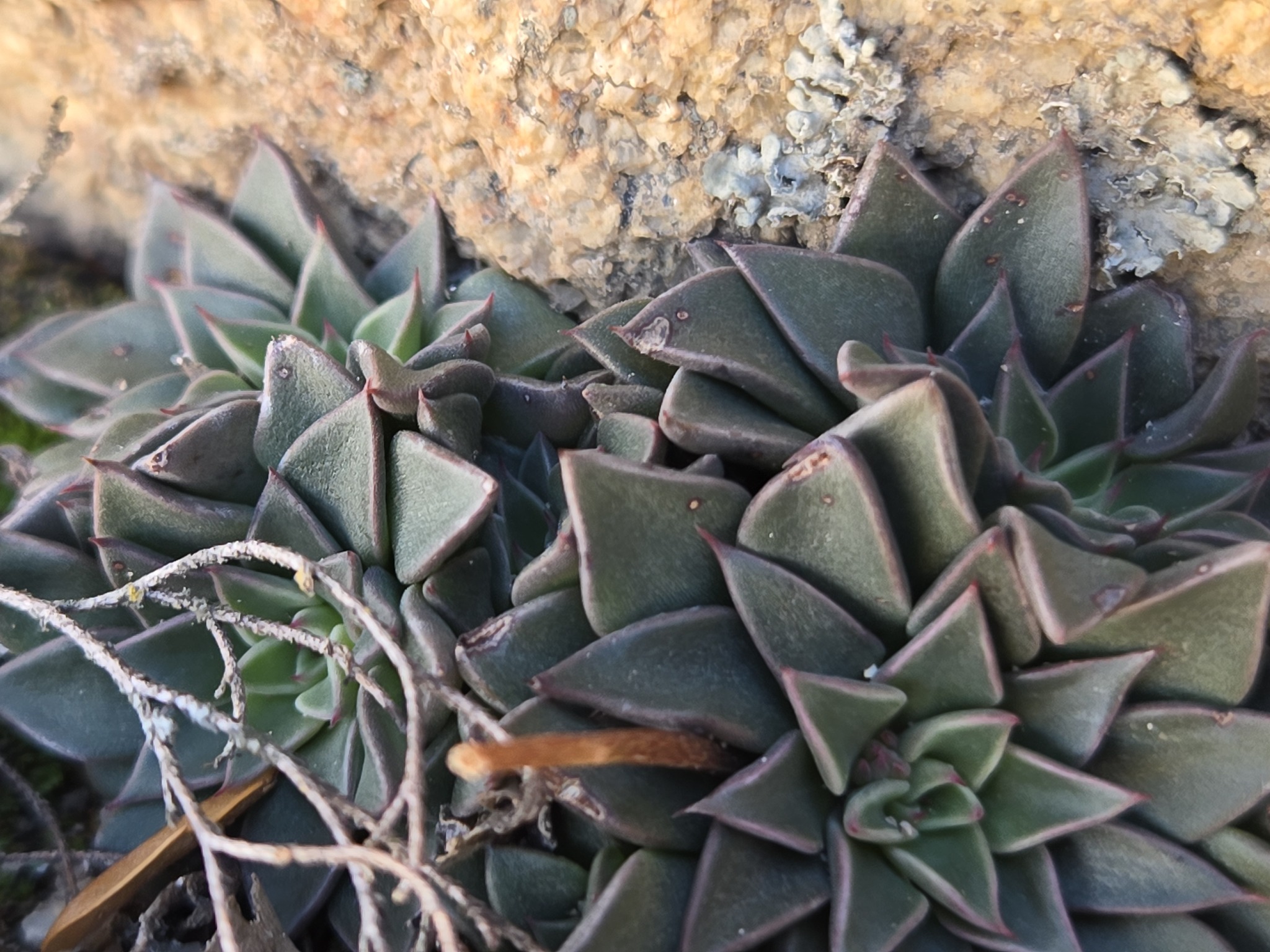 Imagem de Graptopetalum rusbyi