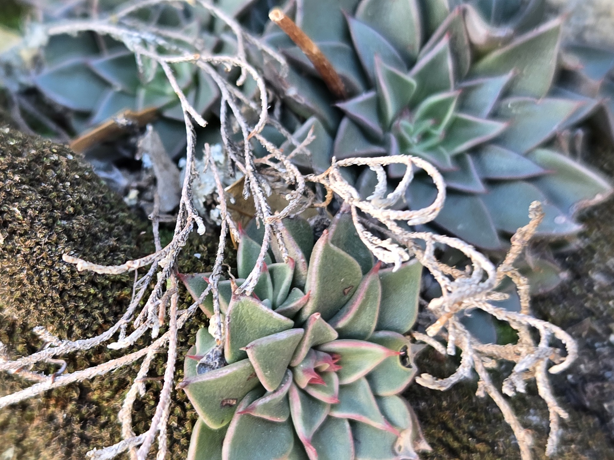 Imagem de Graptopetalum rusbyi