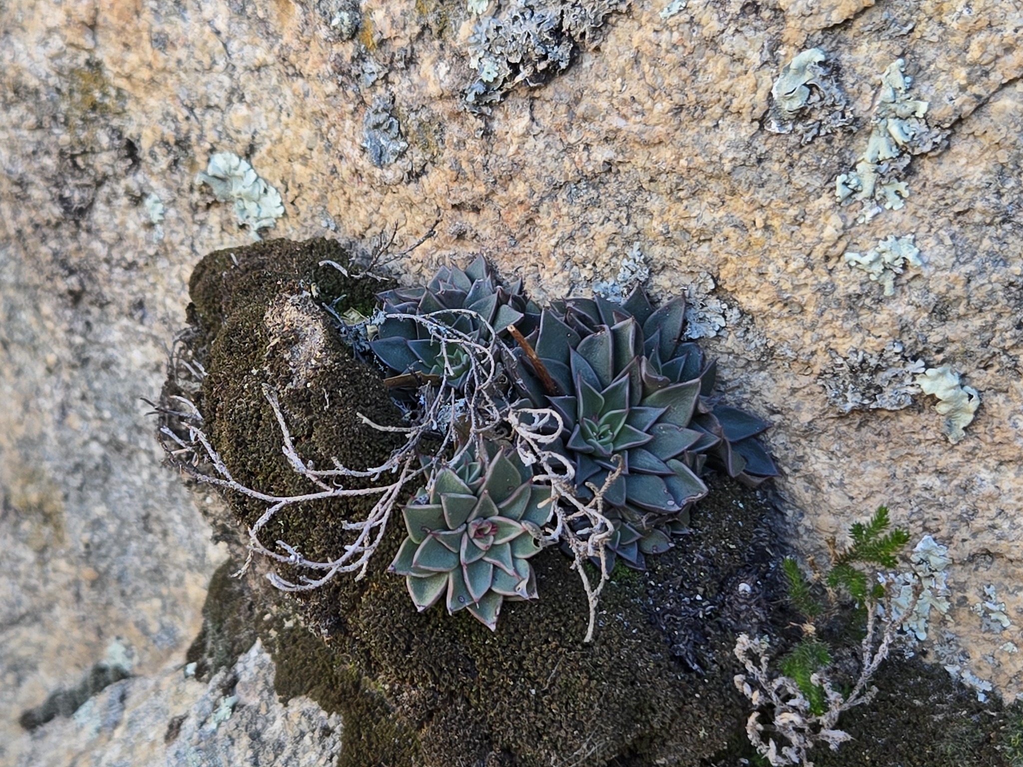 Imagem de Graptopetalum rusbyi