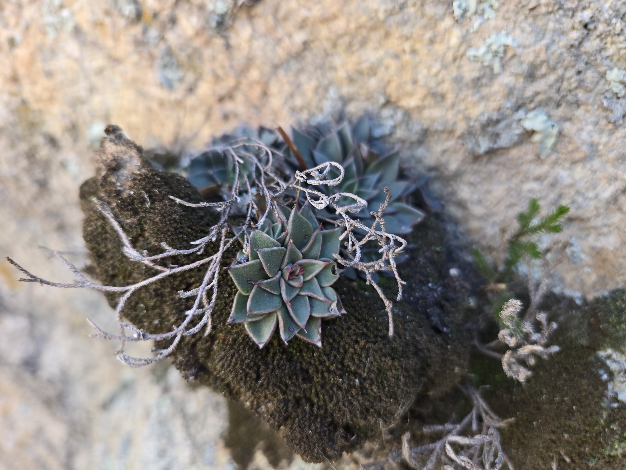 Imagem de Graptopetalum rusbyi