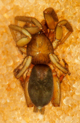 Drassyllus insularis