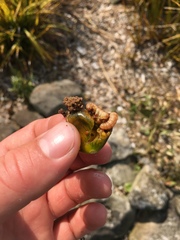 Leucinodes cordalis