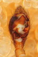 Drassyllus insularis