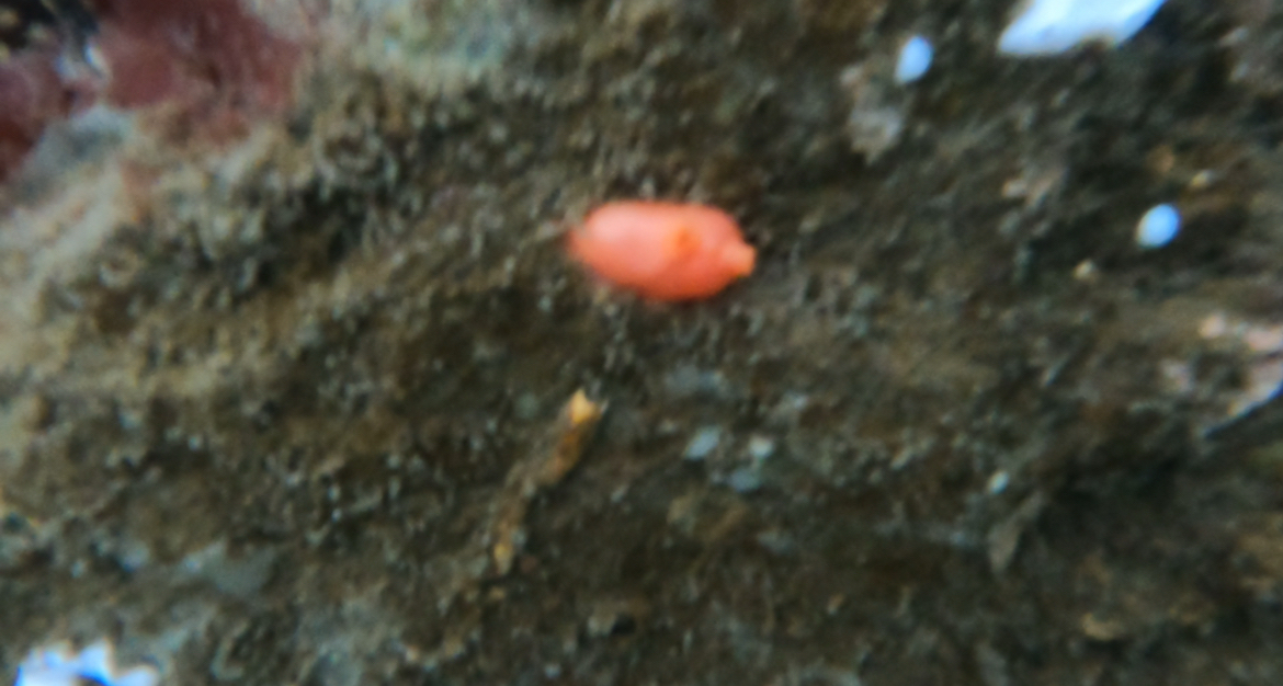 Cnemidocarpa finmarkiensis (Kiaer, 1893)