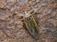 Lethocerus indicus