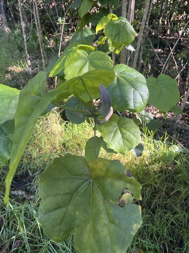 Hibiscadelphus giffardianus observed 2026-01-11