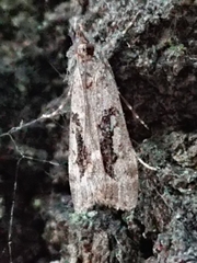 Eudonia submarginalis