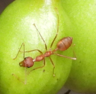 Oecophylla smaragdina (Oecophylla smaragdina)