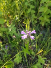 Physostegia parviflora
