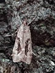 Eudonia submarginalis