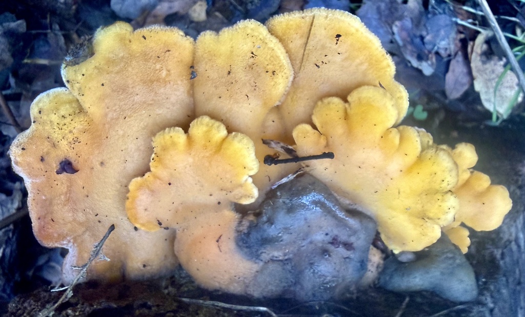 Phyllotopsis nidulans · January 2026 · photo: © hllrnnr (iNaturalist, cc0)