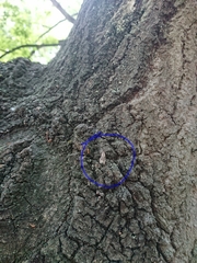 Eudonia submarginalis