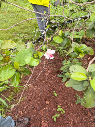Foto de Hibisco