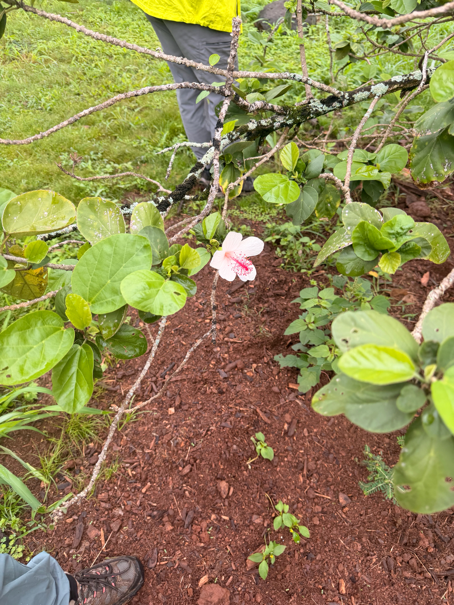 Imagem de Hibisco