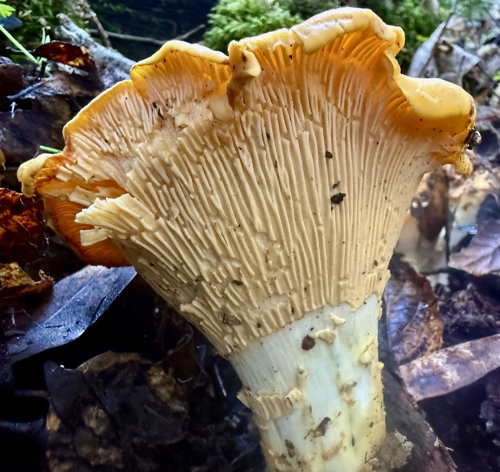 Cantharellus californicus · January 2026 · photo: © hllrnnr (iNaturalist, cc0)