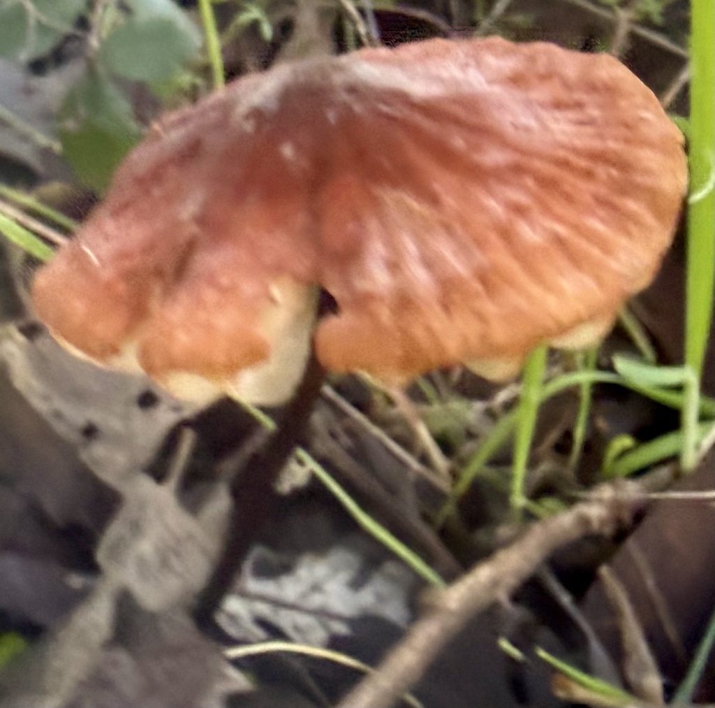 Marasmius plicatulus · January 2026 · photo: © hllrnnr (iNaturalist, cc0)