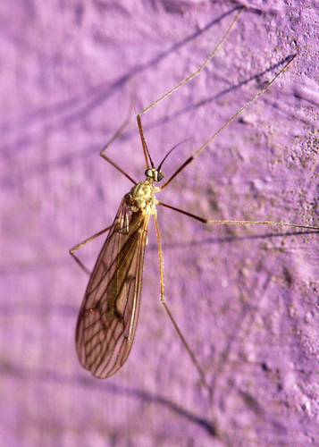 Unknown species found near Delaware County, PA, USA