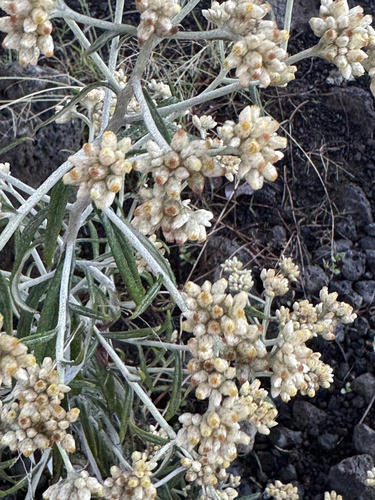 Pseudognaphalium attenuatum, 2026-01-11