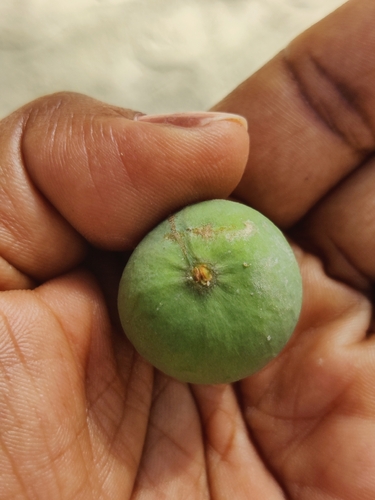 Ficus callosa (Ficus callosa)