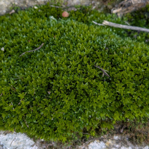 Dialytrichia mucronata observed 2026-01-10